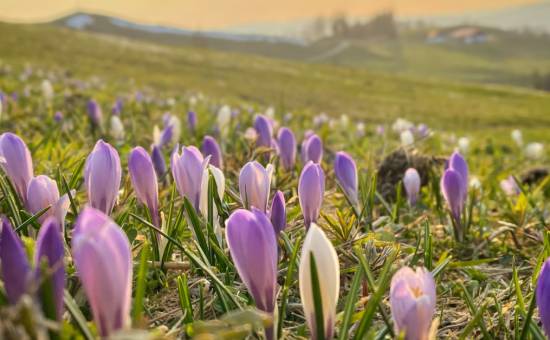 Unsere Tipps für den Frühling im Allgäu